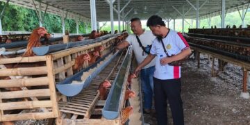 BUMDes Jaya Sakti Kembangkan Usaha Ayam Petelur