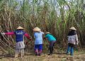Petani Tebu Japura Kidul Keluhkan Tebang Terlambat, Tolak Potongan BA