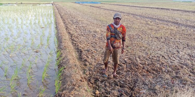Puluhan Hektar Area Pertanian di Tiga Desa di Kecamatan Ligung Terancam Gagal Tanam