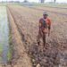 Puluhan Hektar Area Pertanian di Tiga Desa di Kecamatan Ligung Terancam Gagal Tanam
