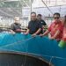 Rokhmin Dahuri Salurkan 110 Ribu Benih Ikan untuk Pembudidaya Cirebon