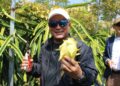 Panen Naga Kuning Dorong Lahirnya Petani Muda