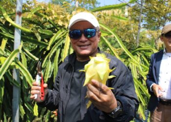 Panen Naga Kuning Dorong Lahirnya Petani Muda