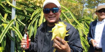 Panen Naga Kuning Dorong Lahirnya Petani Muda
