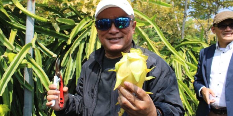 Panen Naga Kuning Dorong Lahirnya Petani Muda