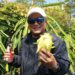 Panen Naga Kuning Dorong Lahirnya Petani Muda