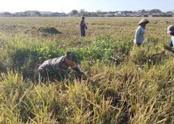 Babinsa Pegambiran Dampingi Panen Padi, Wujud Dukungan Ketahanan Pangan Nasional