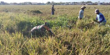 Babinsa Pegambiran Dampingi Panen Padi, Wujud Dukungan Ketahanan Pangan Nasional