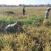 Babinsa Pegambiran Dampingi Panen Padi, Wujud Dukungan Ketahanan Pangan Nasional