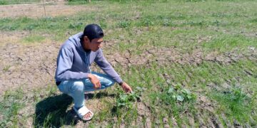 95 Hektare Sawah Kalisapu Terancam Gagal Panen, Irigasi Mati jadi Penyebab