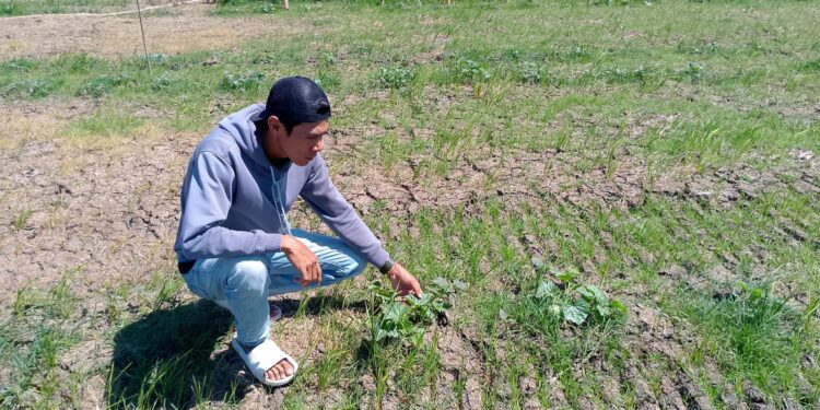 95 Hektare Sawah Kalisapu Terancam Gagal Panen, Irigasi Mati jadi Penyebab