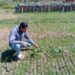 95 Hektare Sawah Kalisapu Terancam Gagal Panen, Irigasi Mati jadi Penyebab