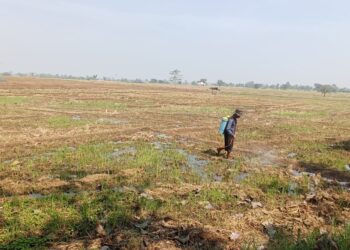 Hujan Semakin Menjauh, Ratusan Hektare Sawah di Majalengka Dihantui Kekeringan
