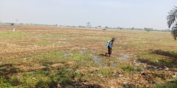 Hujan Semakin Menjauh, Ratusan Hektare Sawah di Majalengka Dihantui Kekeringan
