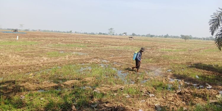 Hujan Semakin Menjauh, Ratusan Hektare Sawah di Majalengka Dihantui Kekeringan