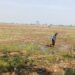 Hujan Semakin Menjauh, Ratusan Hektare Sawah di Majalengka Dihantui Kekeringan